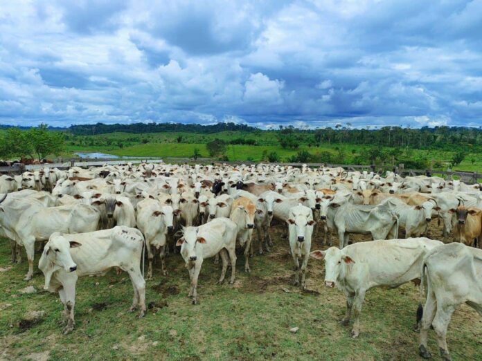 idaf-prorroga-prazo-para-declaracao-de-rebanhos-e-reforca-campanha-de-vacinacao-contra-a-brucelose-no-acre