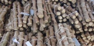 conheca-a-maniva-semente-e-saiba-quem-e-o-maior-produtor-do-brasil