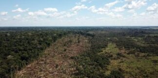 Amazônia Legal: desmatamento no Acre mais de dobrou em seis anos