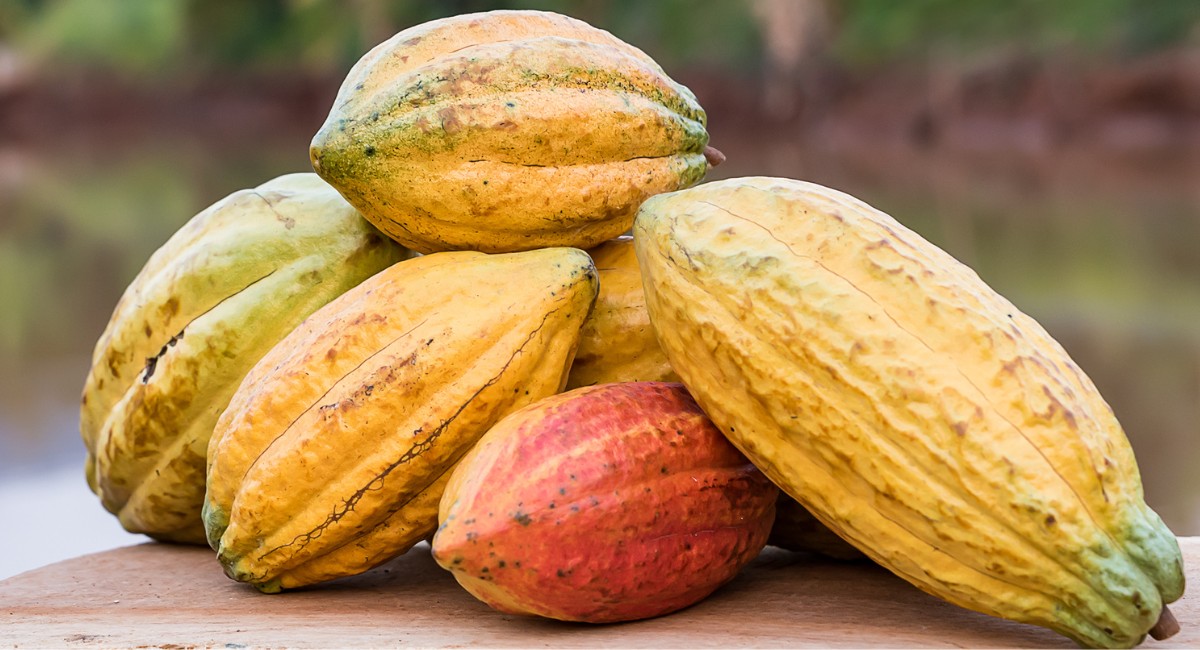 Cacau tem nova queda e cotação ronda os US$ 5 mil em Nova York | Cidade AC News – Notícias do Acre