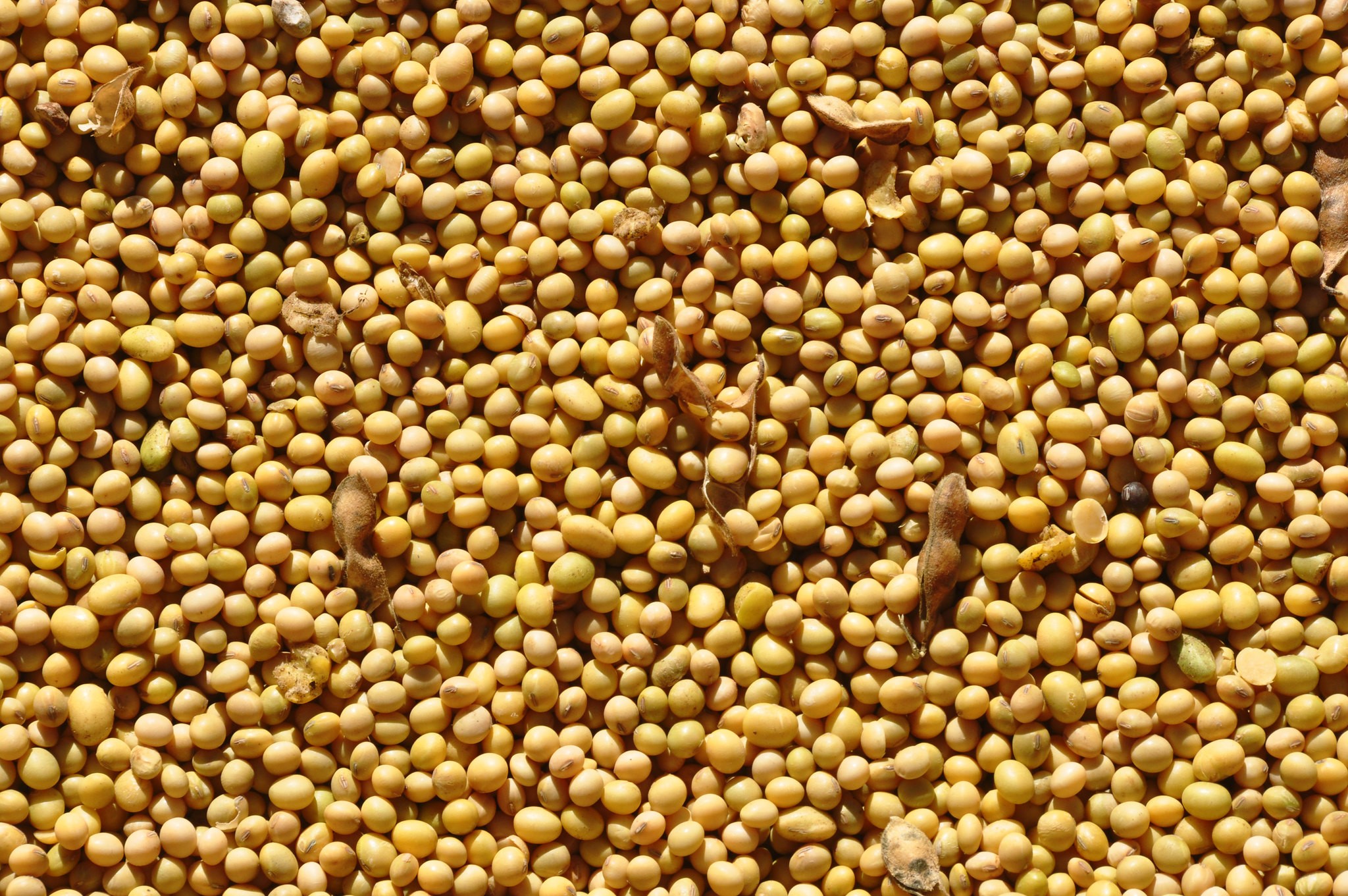 Grãos operam em queda na bolsa de Chicago | Cidade AC News – Notícias do Acre