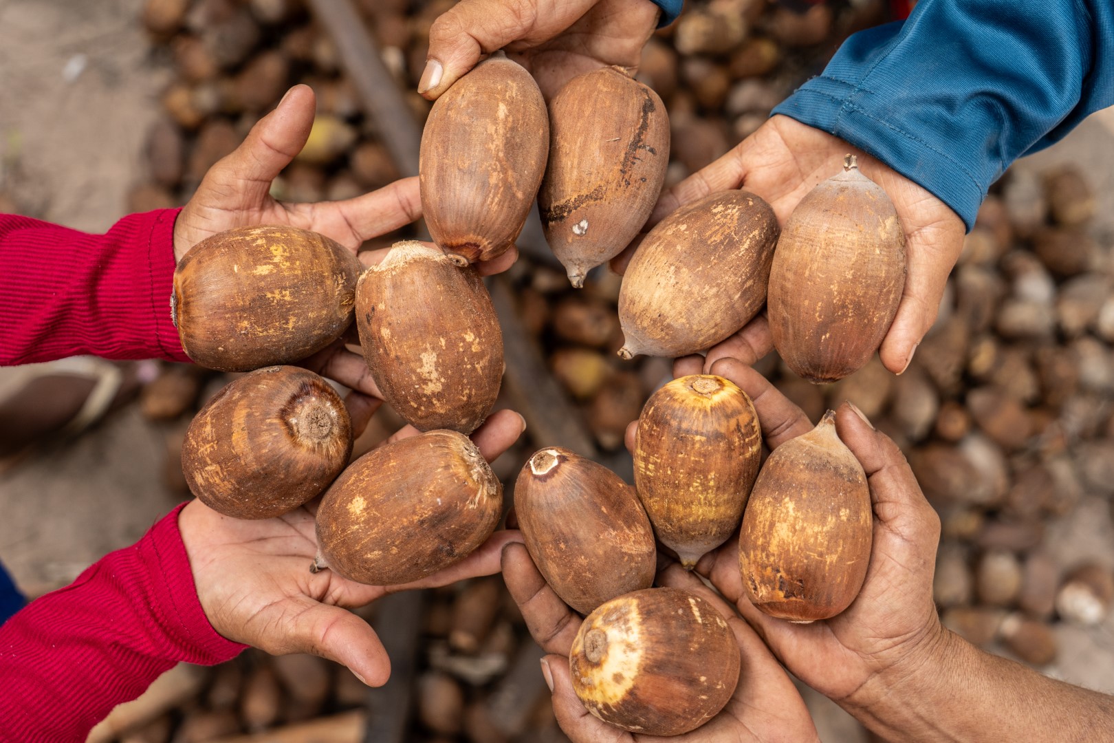 Bioeconomia nos cocais: indústria sustentável do babaçu gera renda e qualidade de vida | Cidade AC News – Notícias do Acre