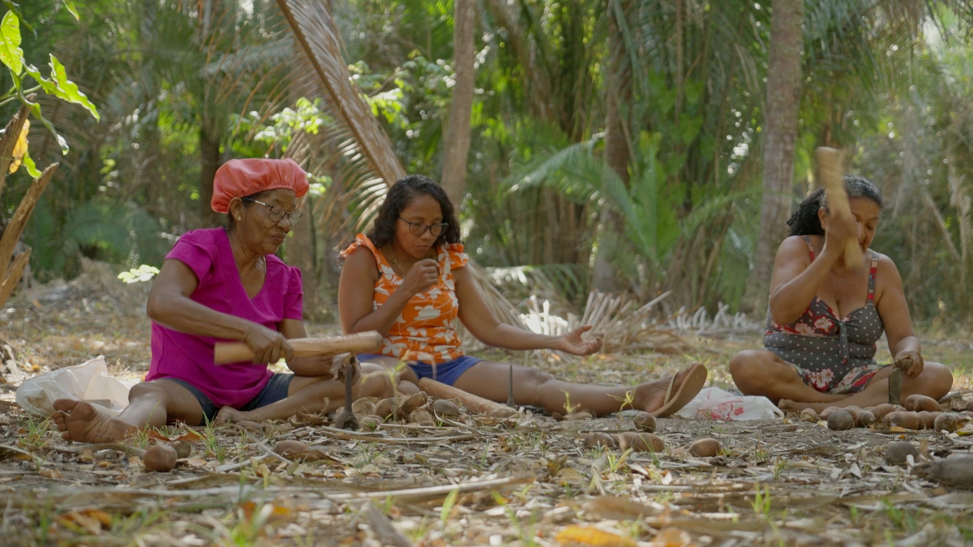 Bioeconomia nos cocais: indústria sustentável do babaçu gera renda e qualidade de vida | Cidade AC News – Notícias do Acre