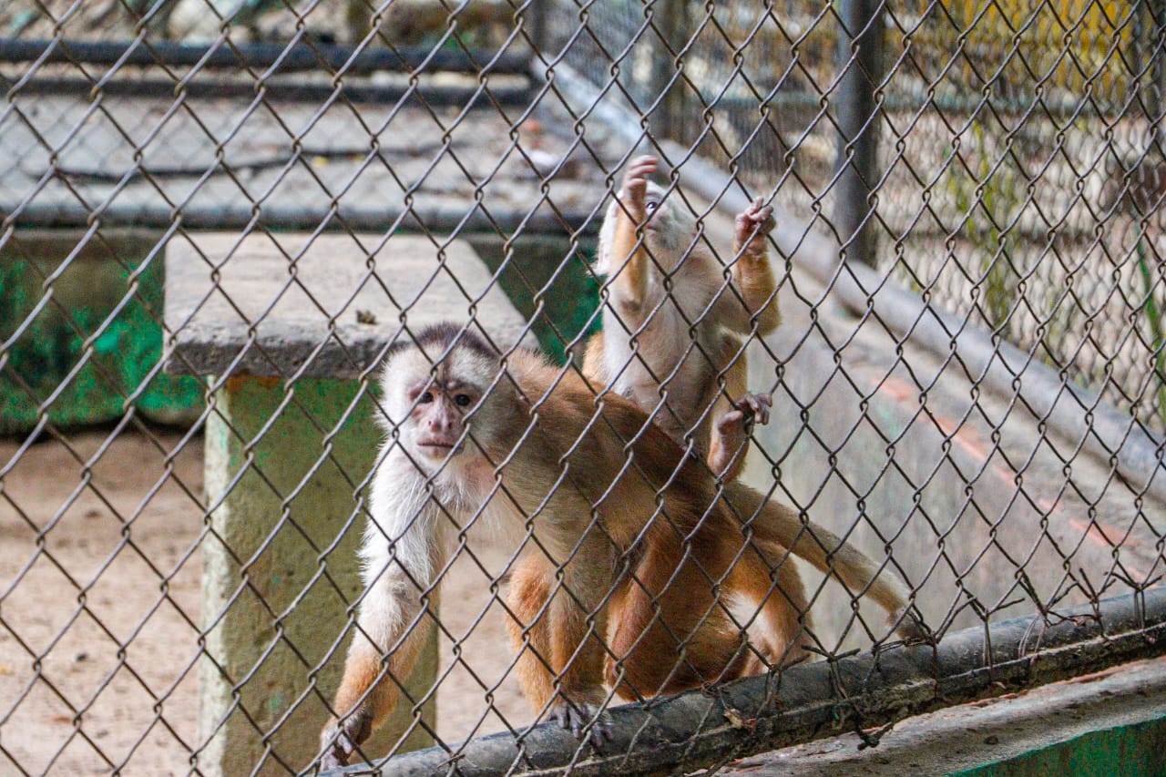 Parque Chico Mendes Marcos Araujo 1