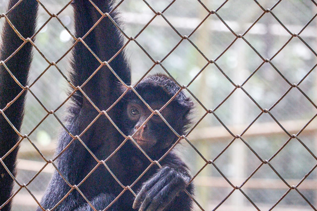 Foto de animal de espécie primata