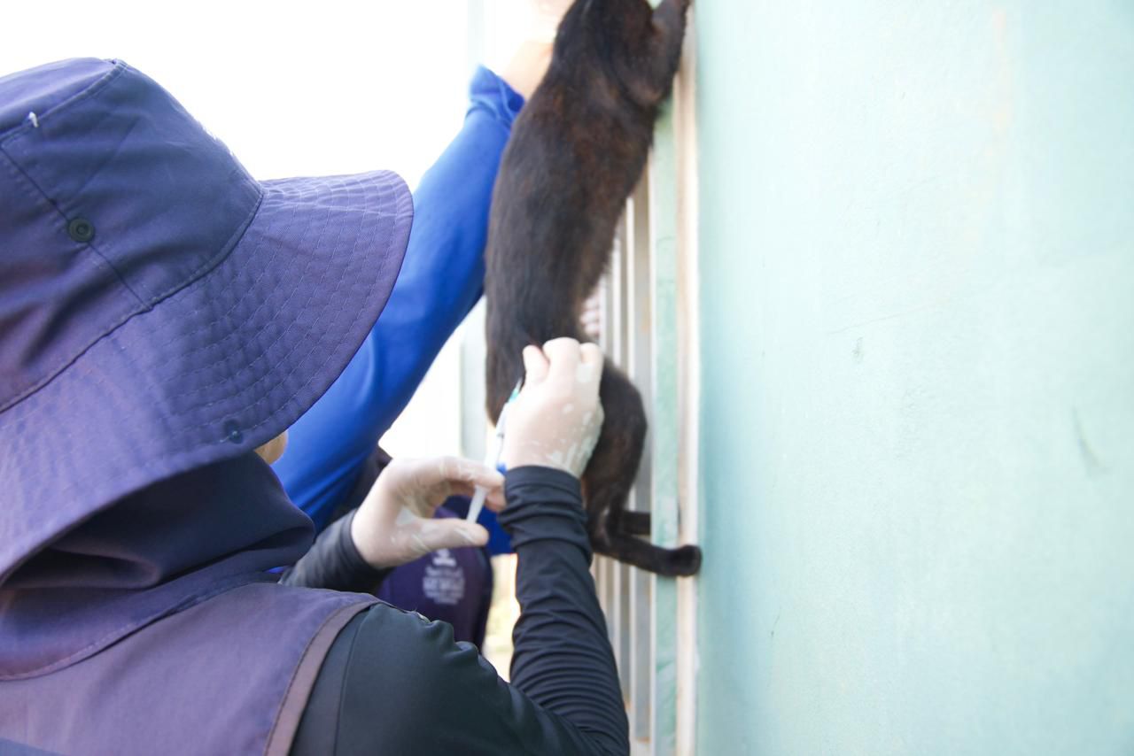 Vacinacao antirrabica e ultrapassa 80 de cobertura em caes e gatos 4
