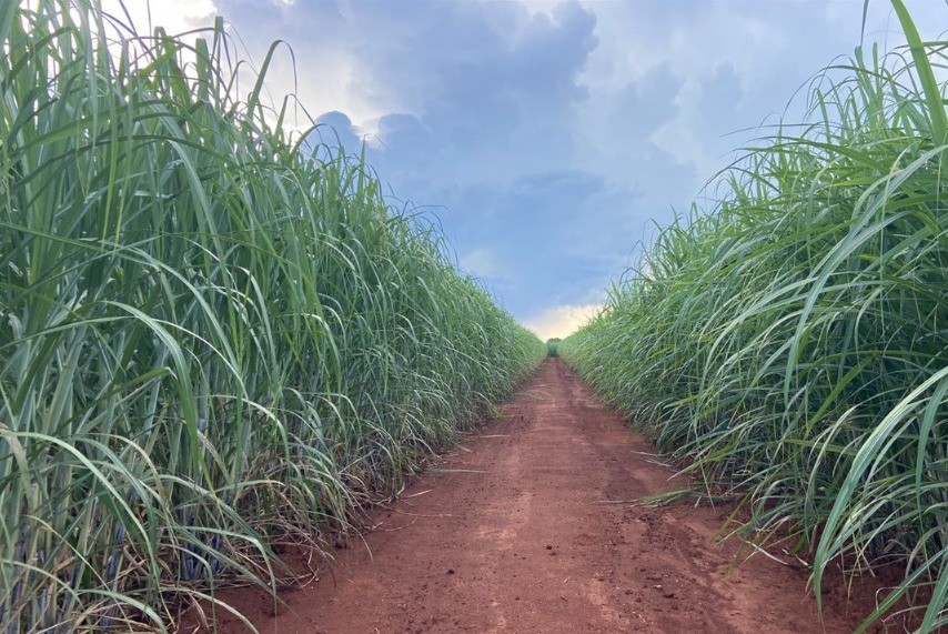 Duas novas variedades de cana apresentam alto potencial produtivo | Cidade AC News – Notícias do Acre