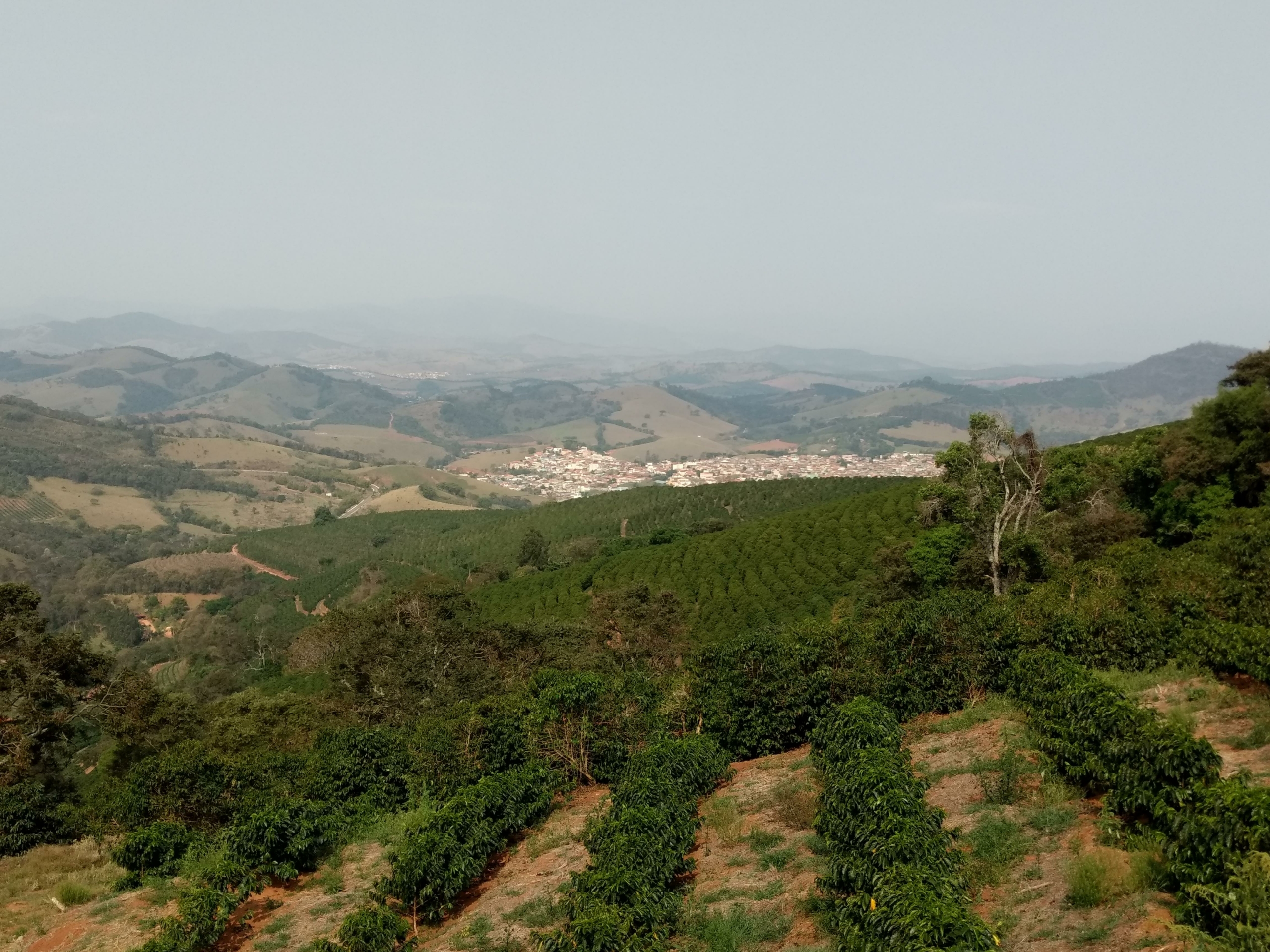 Líder em Indicações Geográficas, café brasileiro prova não ser apenas uma commodity | Cidade AC News – Notícias do Acre