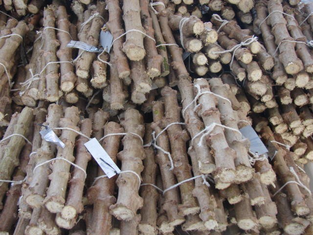 Conheça a maniva-semente e saiba quem é o maior produtor do Brasil | Cidade AC News – Notícias do Acre