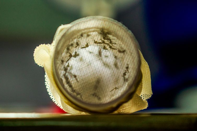 Rio de Janeiro (RJ) 09/02/2024 - PEspecial para matéria - Mosquitos com Wolbachia reduzem casos de dengue em Niterói.
Foto: Flávio Carvalho/WMP Brasil/Fiocruz