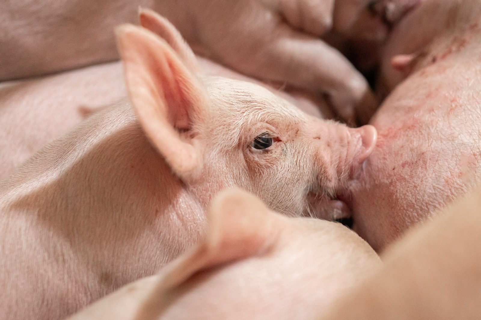 Exportações de carne suína sobem 10,1% em outubro | Cidade AC News – Notícias do Acre