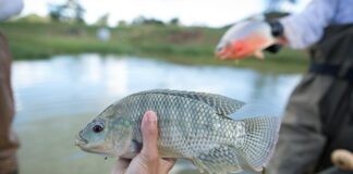 como-a-aquicultura-inova-frente-aos-impactos-das-mudancas-climaticas