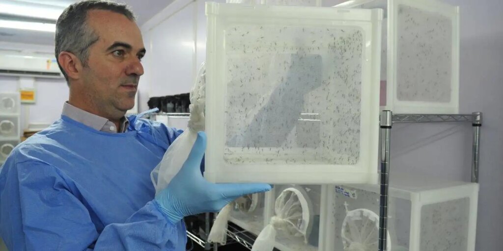 Brasileiro criador do "Aedes" que bloqueia dengue é eleito pela Nature – Cidade AC News brasileiro-criador-do-“aedes”-que-bloqueia-dengue-e-eleito-pela-nature