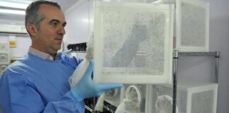 Brasileiro criador do “Aedes” que bloqueia dengue é eleito pela Nature brasileiro-criador-do-“aedes”-que-bloqueia-dengue-e-eleito-pela-nature