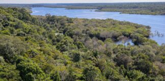 Plano para biodiversidade prevê criação de unidades de conservação plano-para-biodiversidade-preve-criacao-de-unidades-de-conservacao