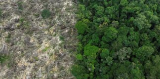 Pesquisa: carne de caça é essencial na dieta dos povos originários pesquisa:-carne-de-caca-e-essencial-na-dieta-dos-povos-originarios