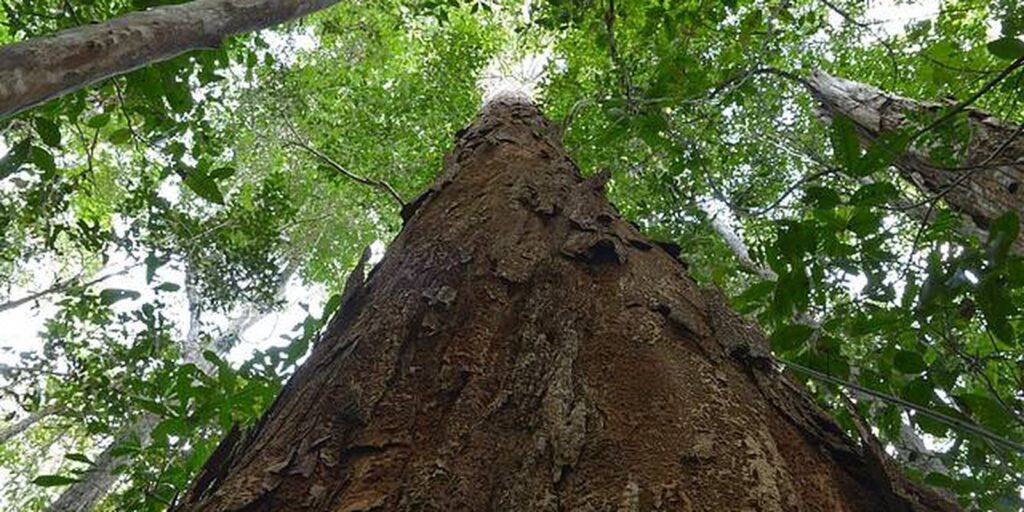 Nova resolução aprimora usos do Pau-Brasil, árvore símbolo do país – Cidade AC News nova-resolucao-aprimora-usos-do-pau-brasil,-arvore-simbolo-do-pais