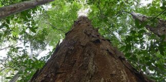 Nova resolução aprimora usos do Pau-Brasil, árvore símbolo do país nova-resolucao-aprimora-usos-do-pau-brasil,-arvore-simbolo-do-pais
