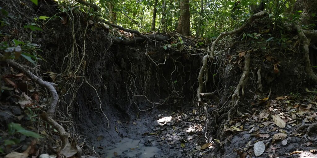 Brasil tem mais de 37 bilhões de toneladas de carbono orgânico no solo – Cidade AC News brasil-tem-mais-de-37-bilhoes-de-toneladas-de-carbono-organico-no-solo