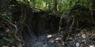 brasil-tem-mais-de-37-bilhoes-de-toneladas-de-carbono-organico-no-solo