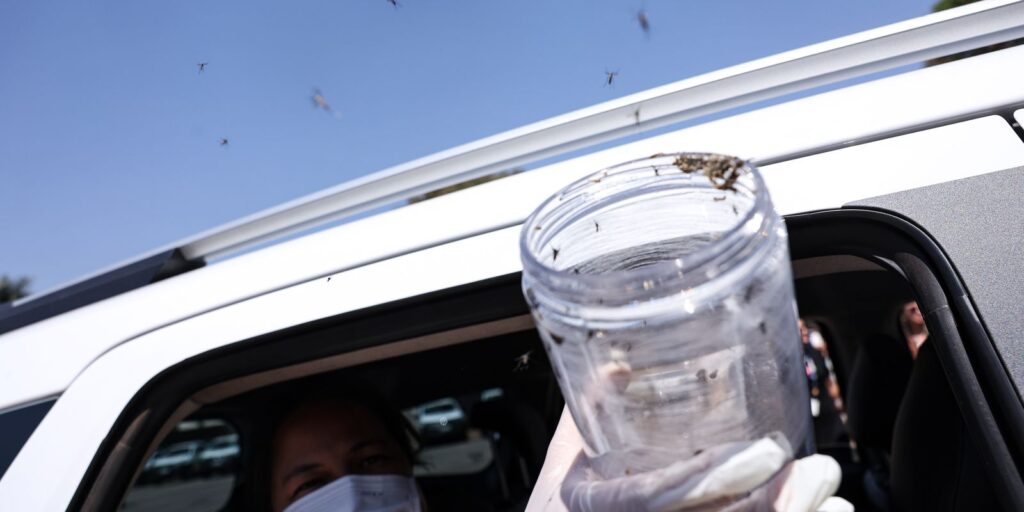 Saúde libera mosquitos estéreis para frear reprodução do Aedes – Cidade AC News saude-libera-mosquitos-estereis-para-frear-reproducao-do-aedes