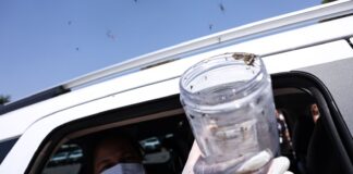 saude-libera-mosquitos-estereis-para-frear-reproducao-do-aedes
