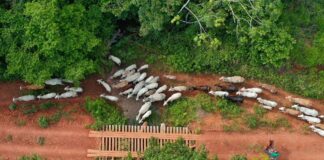 funai-solicita-apoio-da-pf-para-investigar-emboscada-no-para