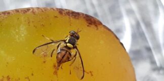 Idaf fortalece ações para manter Acre livre da praga mosca-da-carambola idaf-fortalece-acoes-para-manter-acre-livre-da-praga-mosca-da-carambola