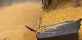 prf-apreende-quase-meia-tonelada-de-cocaina-em-caminhao-carregado-de-milho