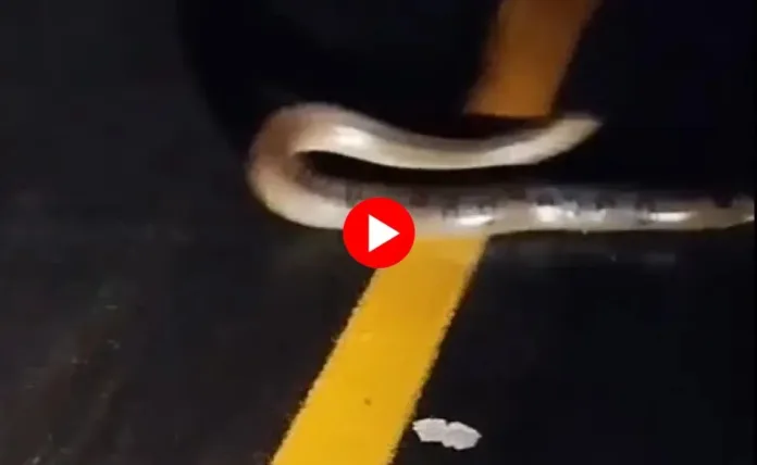 sucuri-de-cerca-de-cinco-metros-e-vista-atravessando-a-br-364-entre-manoel-urbano-e-sena-madureira;-veja-o-video
