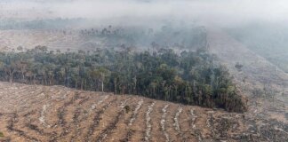 inpe-revela-que-o-amazonas-registrou-queda-de-80%-no-numero-incendios