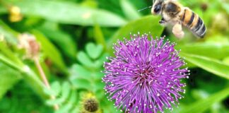 Viva Maria destaca direito das abelhas e alerta ambiental viva-maria-destaca-direito-das-abelhas-e-alerta-ambiental