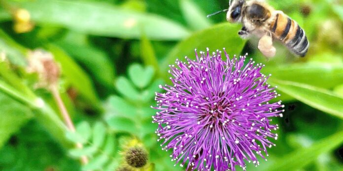 viva-maria-destaca-direito-das-abelhas-e-alerta-ambiental