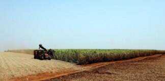 IBGE prevê safra recorde de 346 milhões de toneladas em 2025 ibge-preve-safra-recorde-de-346-milhoes-de-toneladas-em-2025