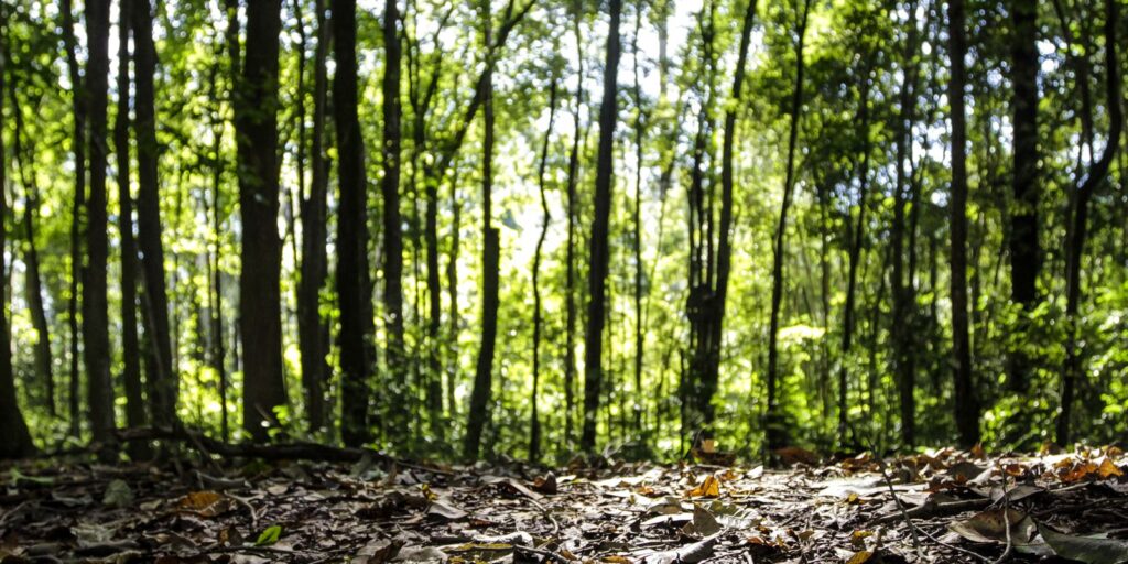 Começa o período de Defeso Florestal no Amazonas – Cidade AC News comeca-o-periodo-de-defeso-florestal-no-amazonas