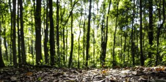 Começa o período de Defeso Florestal no Amazonas comeca-o-periodo-de-defeso-florestal-no-amazonas