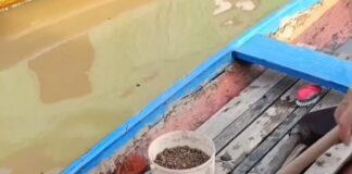 Pescador pega Poraquê de mais de dois metros em Cruzeiro do Sul pescador-pega-poraque-de-mais-de-dois-metros-em-cruzeiro-do-sul