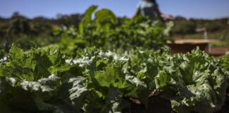 acordo-garante-terras-a-3-mil-familias-em-assentamentos-no-parana