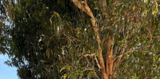 investir-no-campo-e-investir-no-futuro:-vereador-ze-lopes-destaca-importancia-da-assistencia-tecnica-rural