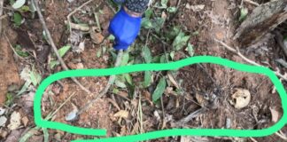 policia-civil-prende-suspeito-de-homicidio-qualificado-e-ocultacao-de-cadaver-na-zona-rural-de-tarauaca