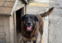 Suspeitos pela morte do cão Orelha deixam o Brasil após crime suspeitos-pela-morte-do-cao-orelha-deixam-o-brasil-apos-crime