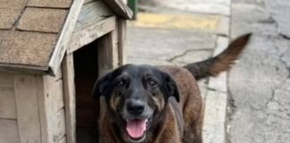 suspeitos-pela-morte-do-cao-orelha-deixam-o-brasil-apos-crime