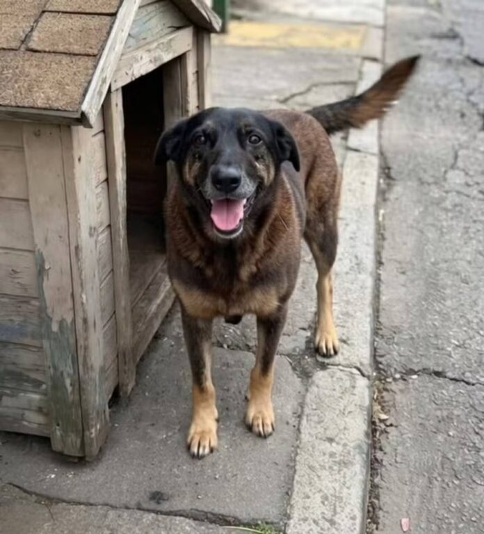 suspeitos-pela-morte-do-cao-orelha-deixam-o-brasil-apos-crime