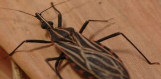 ananindeua,-no-para,-tem-surto-de-casos-da-doenca-de-chagas