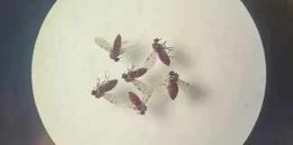 estudo-explica-diferenca-de-sintomas-entre-febre-do-oropouche-e-dengue