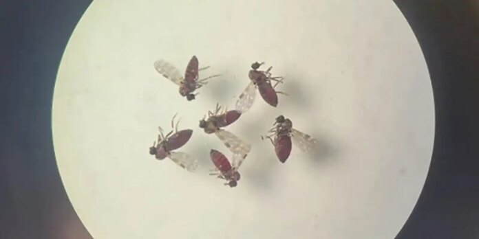 estudo-explica-diferenca-de-sintomas-entre-febre-do-oropouche-e-dengue