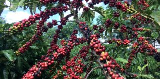 conab-preve-colheita-recorde-de-cafe-com-crescimento-de-17,1%-em-2026