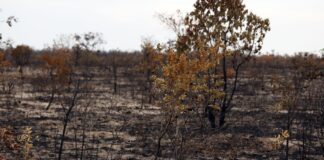 viva-maria-sauda-trabalho-de-jocelita-no-combate-aos-crimes-ambientais