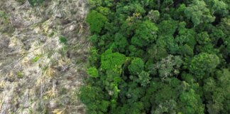 desmatamento-na-amazonia-registra-a-menor-taxa-em-11-anos