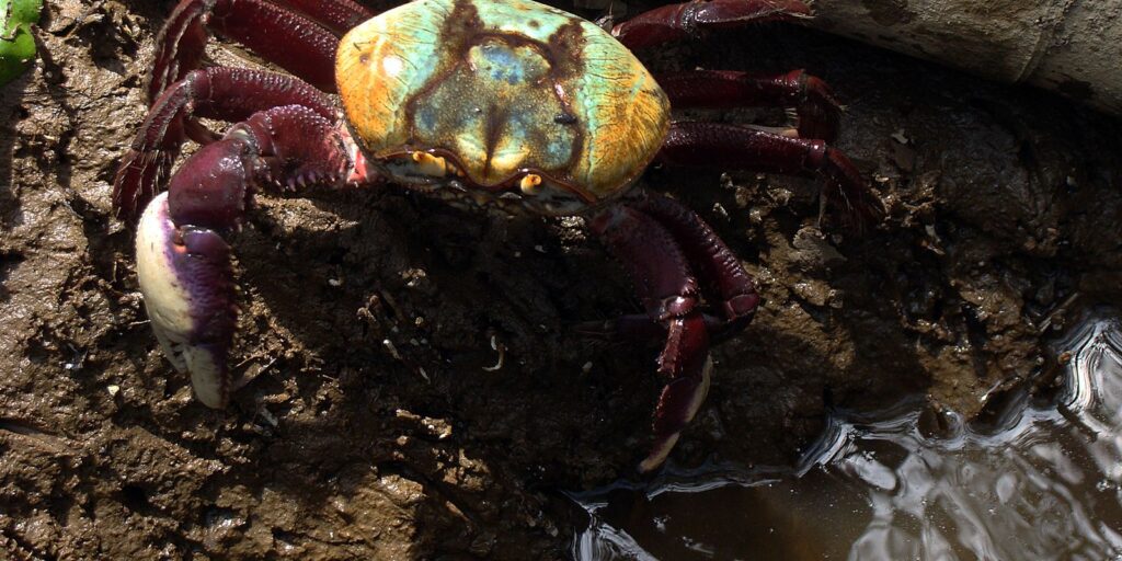 defeso-do-caranguejo-uca-comeca-nesta-terca-(17)-em-dez-estados